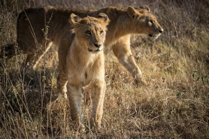 brown lioness on brown grass field during daytime