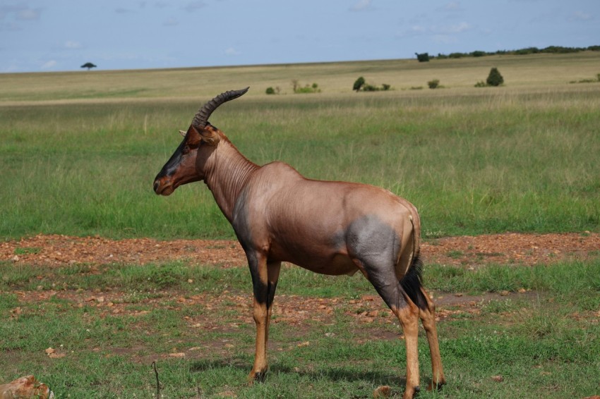 an antelope standing in the middle of a field