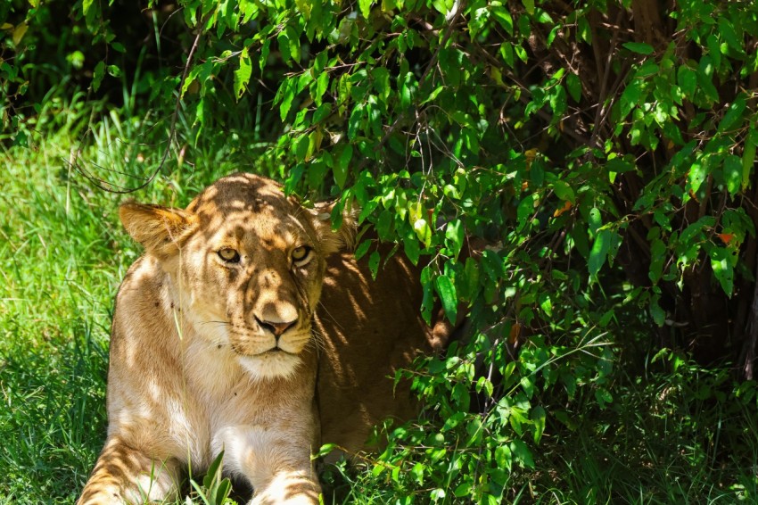 a lion laying in the grass next to a bush