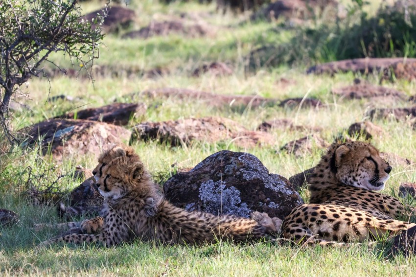 a group of cheetah laying in the grass