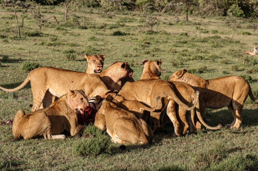 a group of lions eating a carcass in a field 1v_