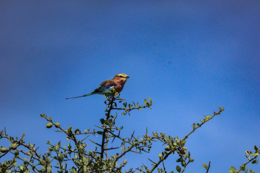 a bird sitting on top of a tree branch