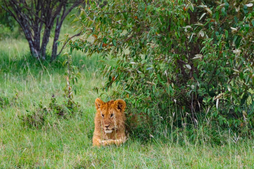 a lion laying in the grass next to a bush