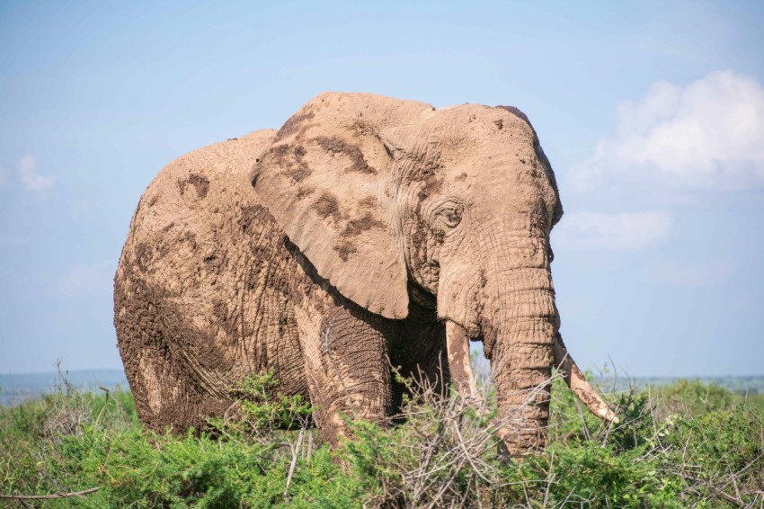 a large elephant standing in a lush green field