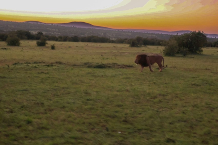 a lion walking across a lush green field  Shr2Ah