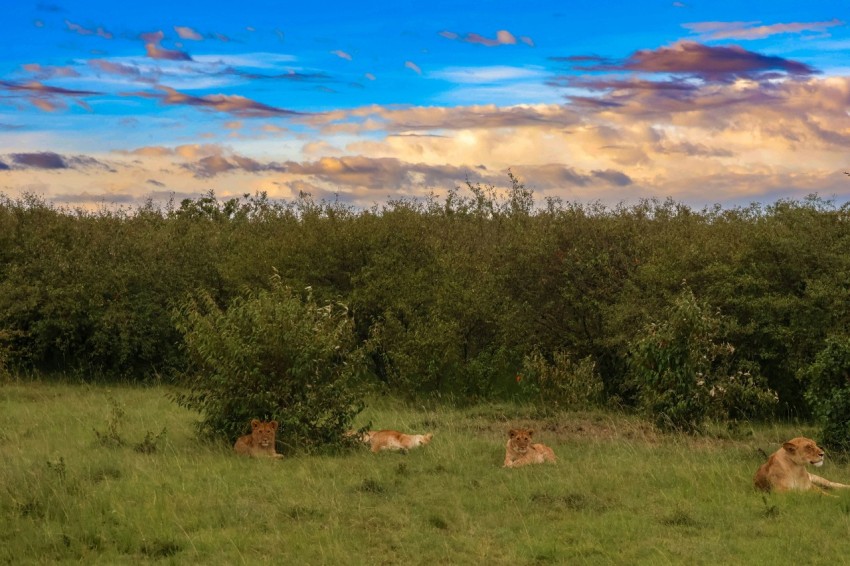 a group of lions laying in the grass a0UFJ