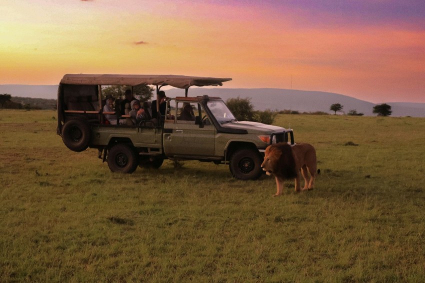 a safari vehicle with a cow in the foreground sX