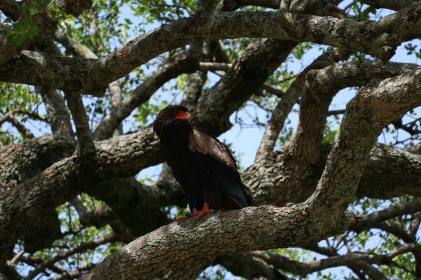 a bird sitting on a branch of a tree