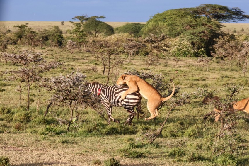 a zebra and a dog fighting in a field