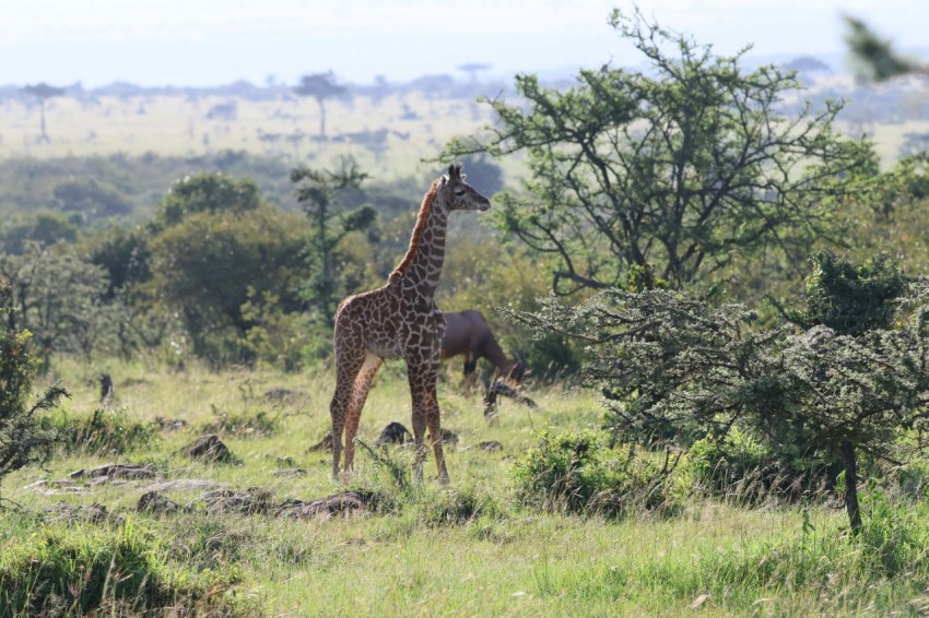 a giraffe standing in the middle of a field