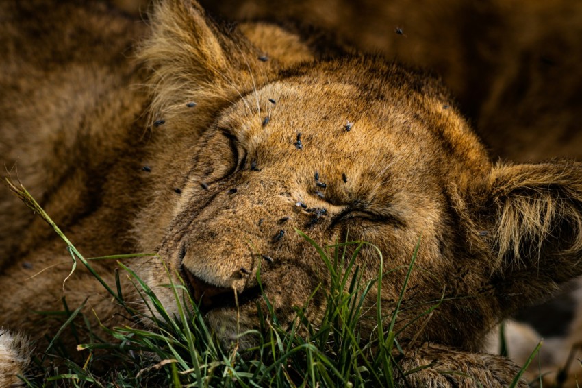 a close up of a lion laying in the grass