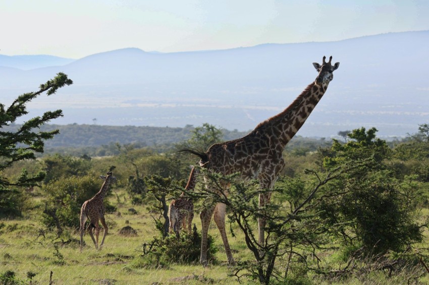 a group of giraffes in a grassy field