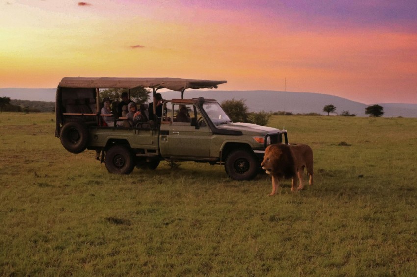 a safari vehicle with a cow standing in the grass