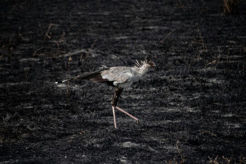 bird walking on grass twtW