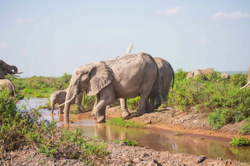 a herd of elephants walking across a river