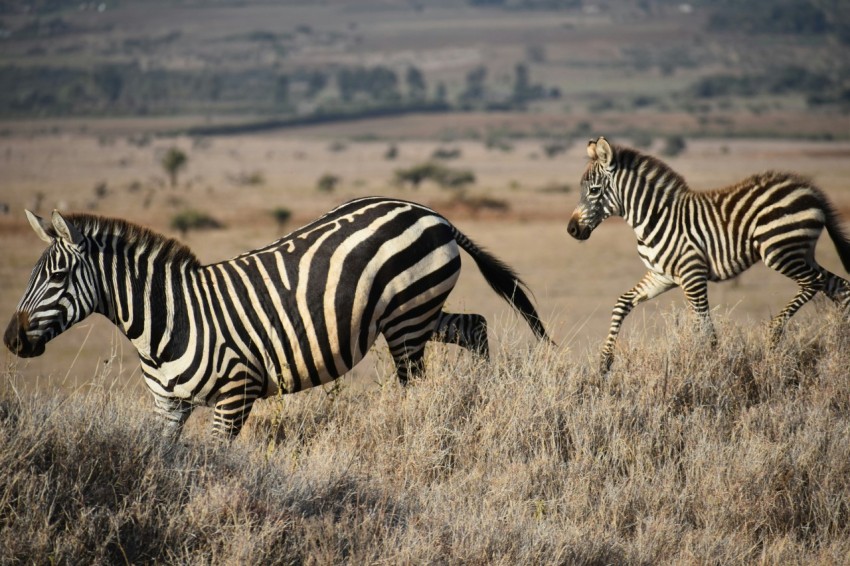 zebra on brown grass field during daytime