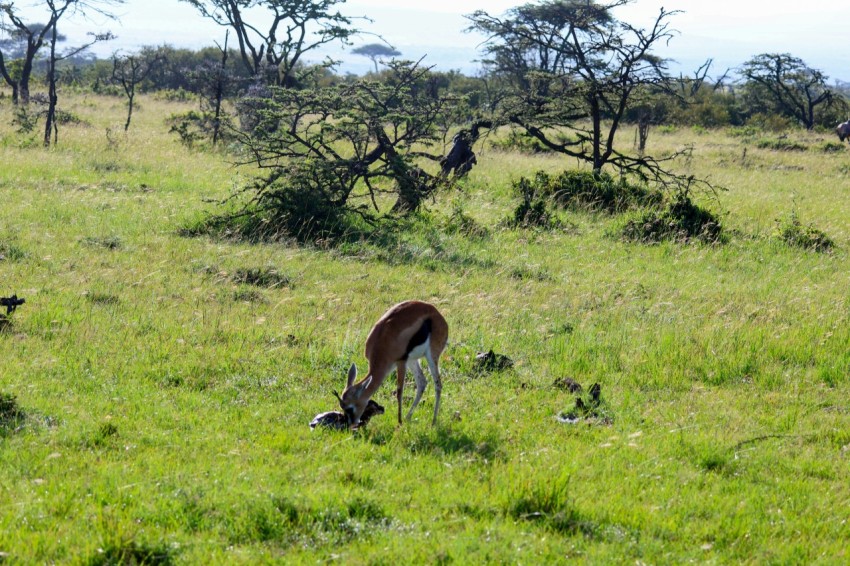 a gazelle eating grass in the middle of a field