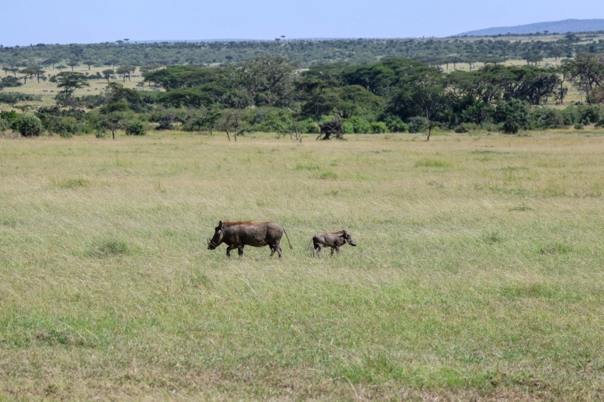 a couple of animals that are standing in the grass