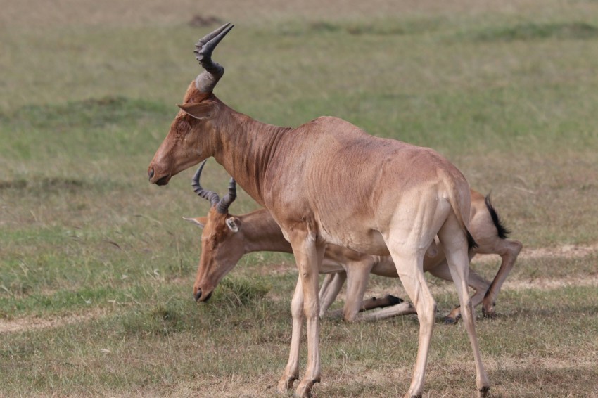 brown animal on green grass field during daytime