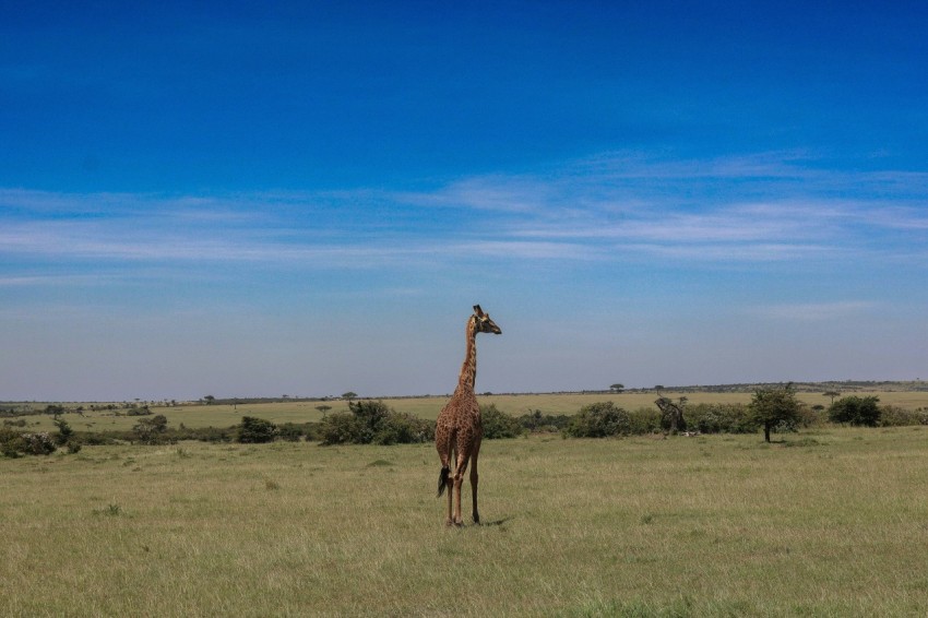 a giraffe standing in the middle of a field