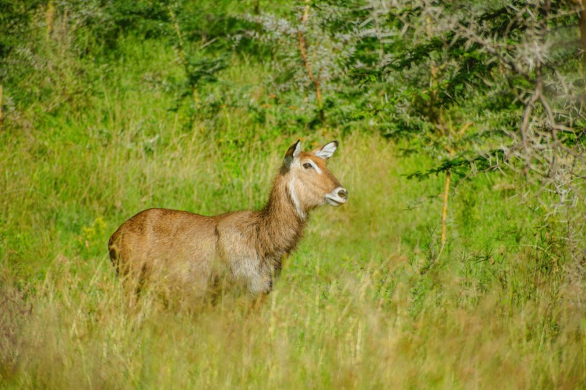 a deer standing in a field of tall grass lO2rDpQB