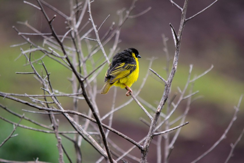 bird perched on tree