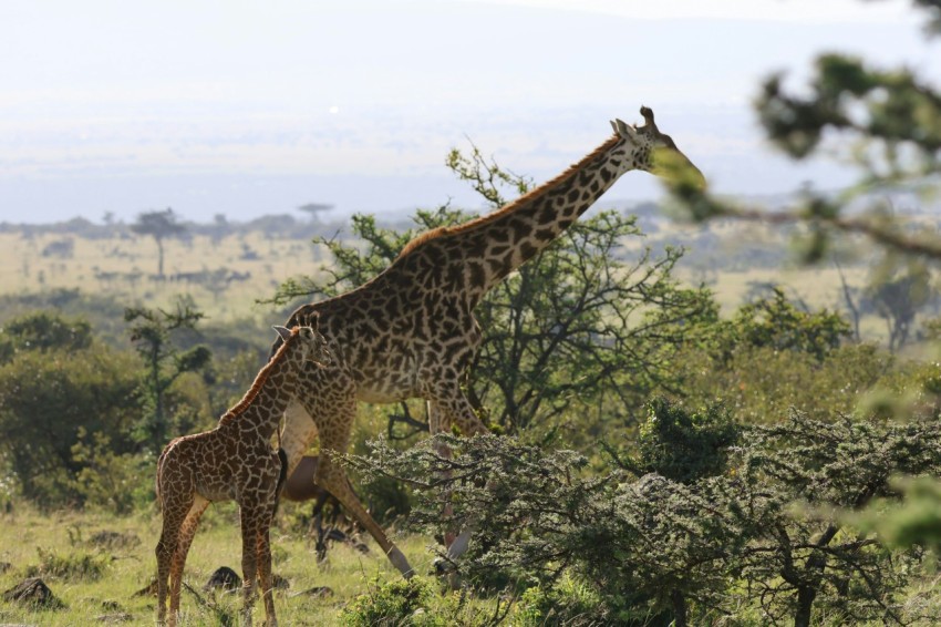 two giraffes in a field with trees and bushes