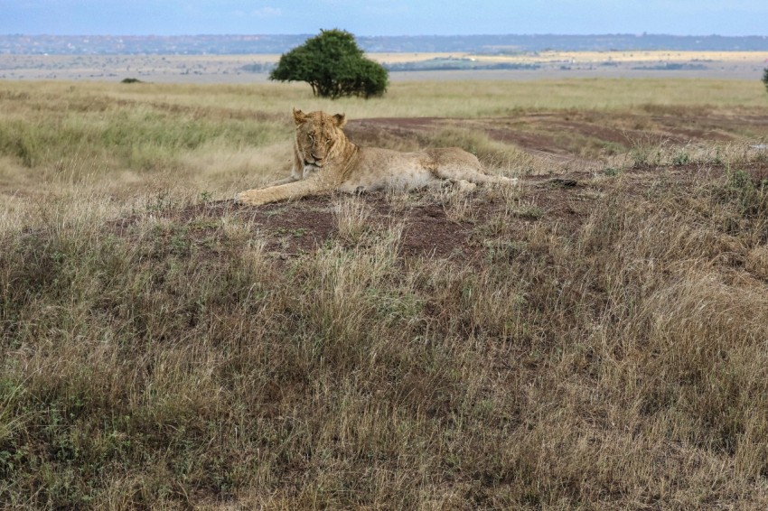 a lion laying in the middle of a field