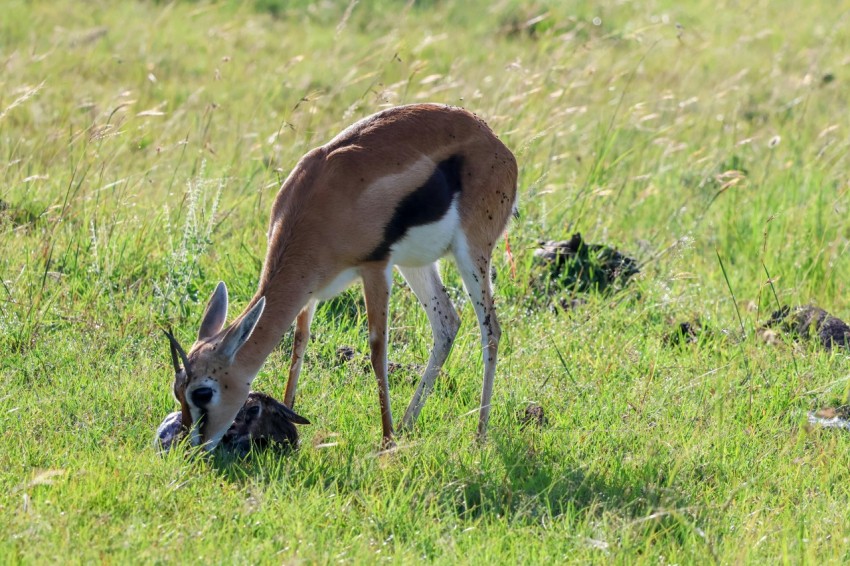 a gazelle eating grass in a field of tall grass