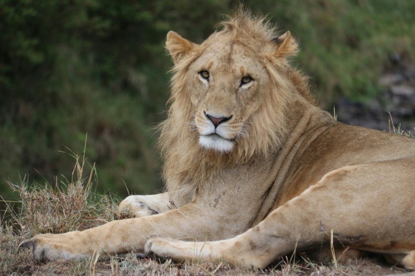 brown lion lying on green grass during daytime tot