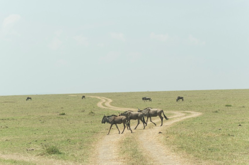 herd of deer on brown field during daytime