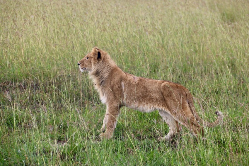 a lion standing in a field of tall grass Ty