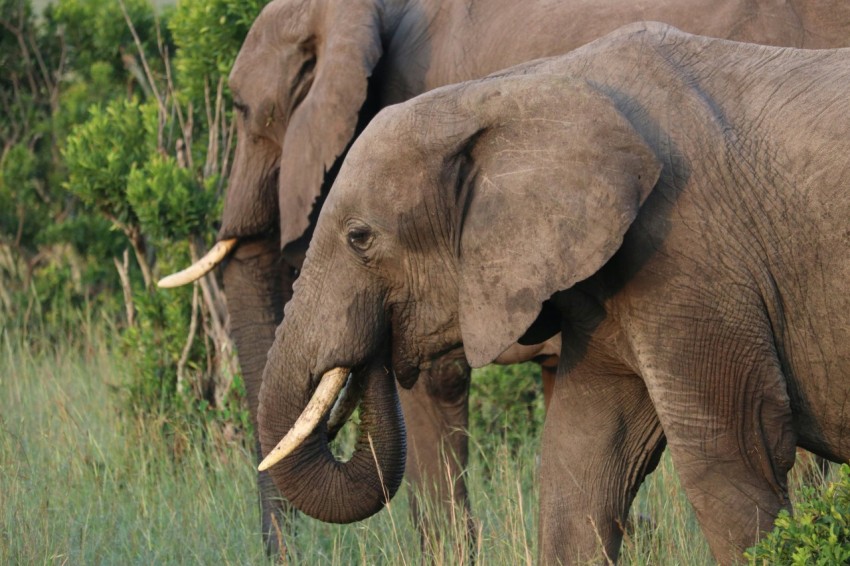 close up photography of elephants