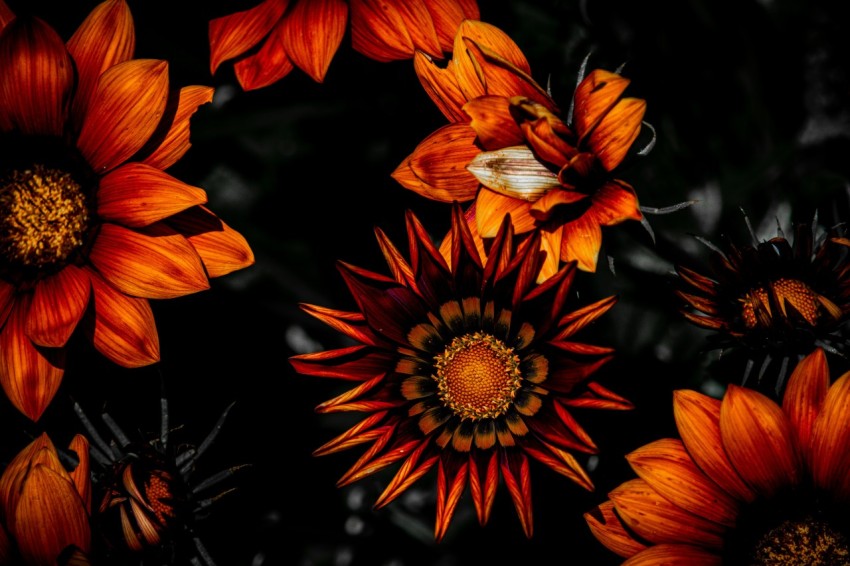 a group of orange flowers on a black background