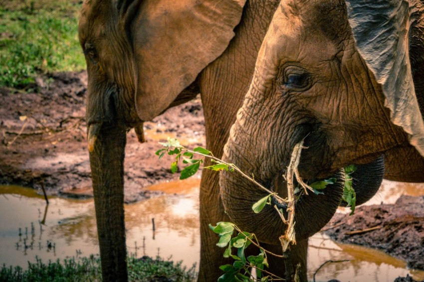 gray elephants eating green plants