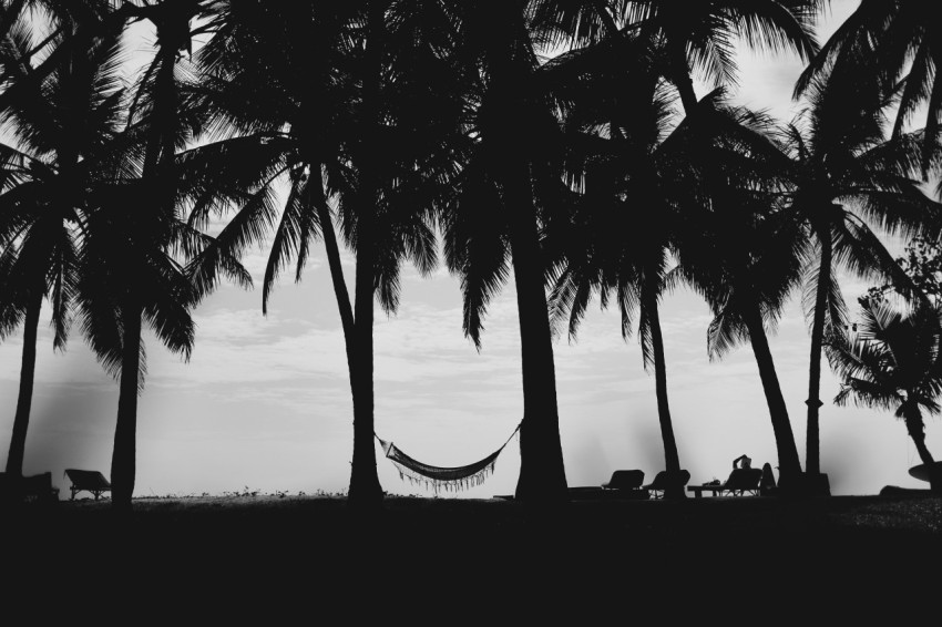 silhouette of coconut palm tree during sunset