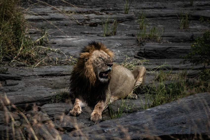 adult lion lying on rock BZ5meg