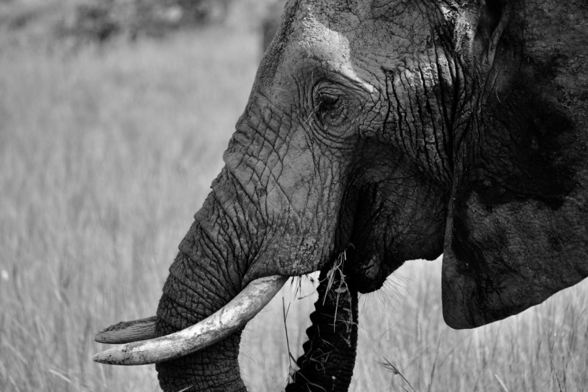 a close up of an elephant in a field