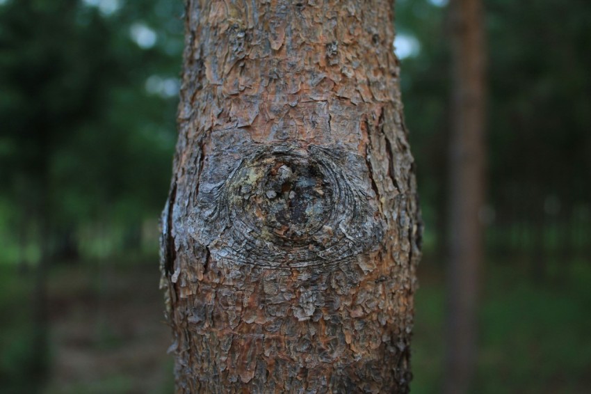 a close up of a tree trunk v