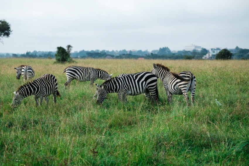 zebras on field