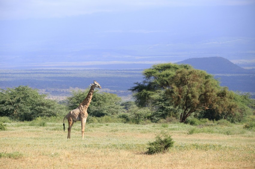 a giraffe standing in the middle of a field