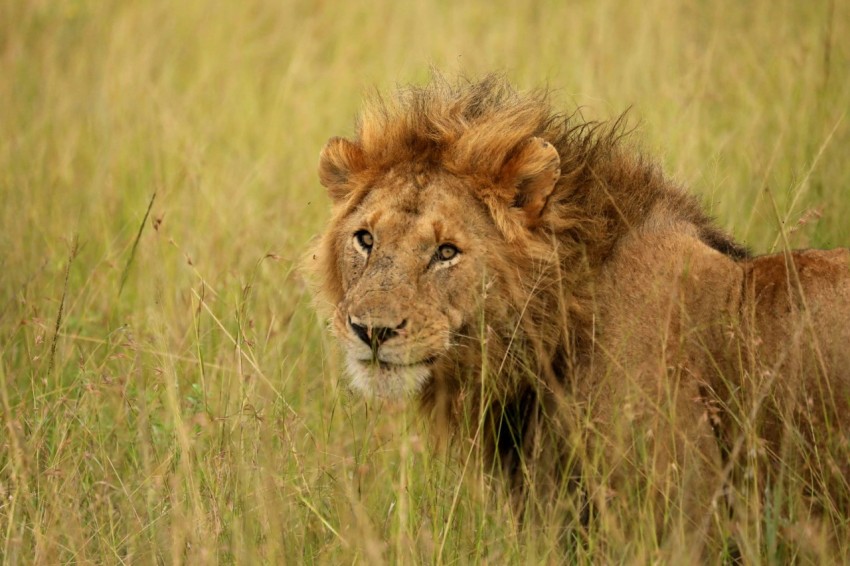 lion standing on green grass