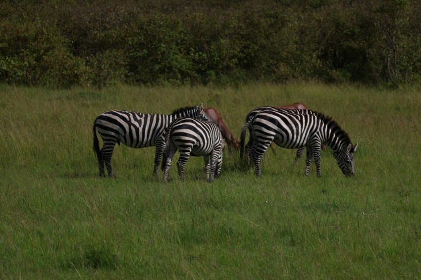 three zebras grazing in a field of tall grass