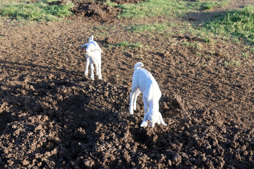 two white dogs are standing in the dirt