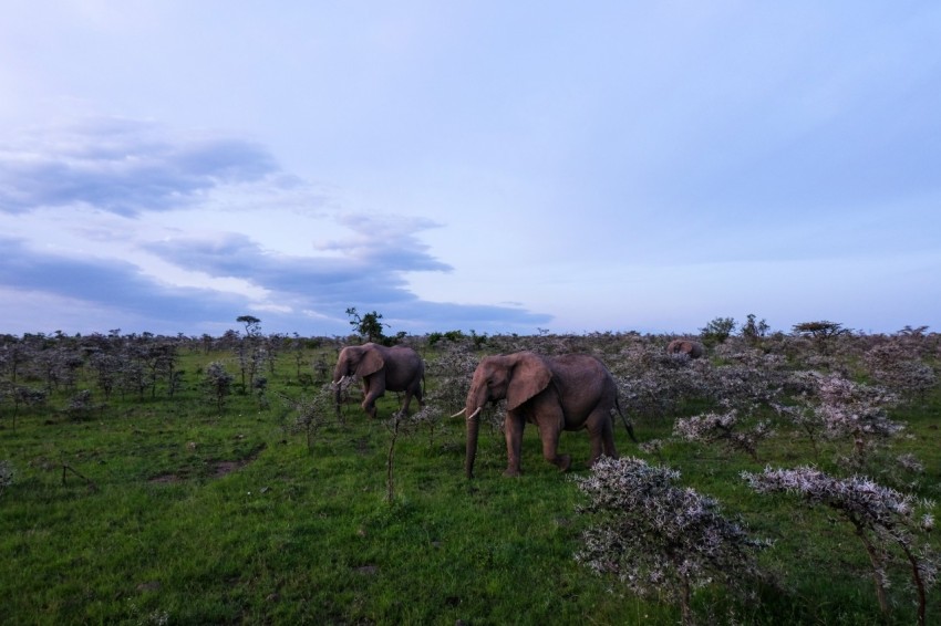 two elephants on green field