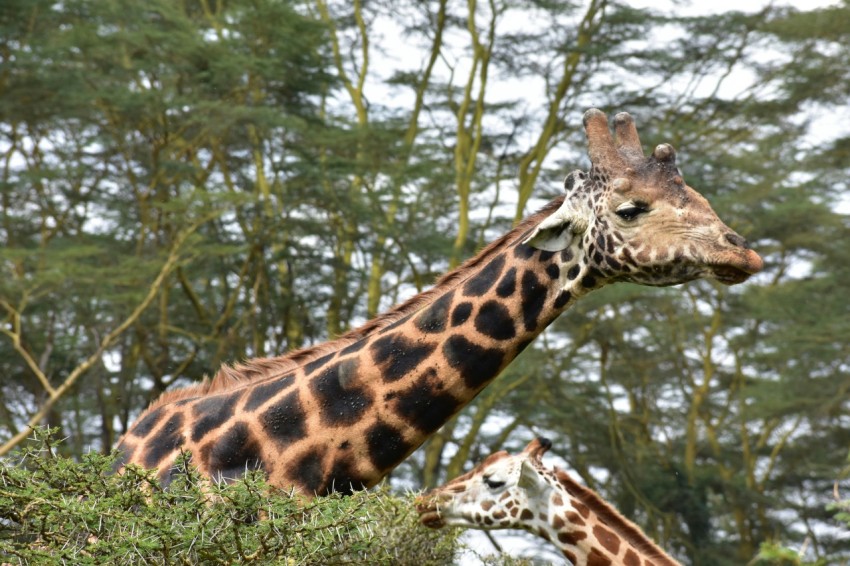 two brown giraffes between trees