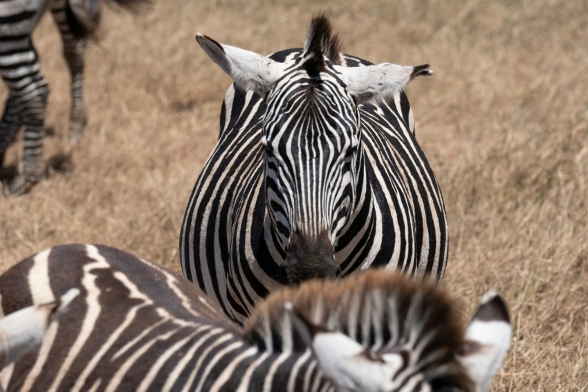 zebra on brown field during daytime