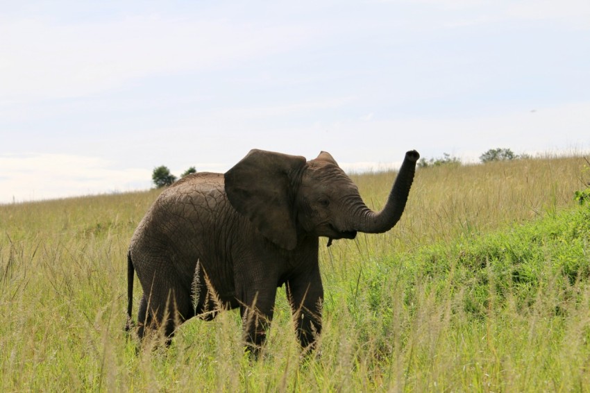 an elephant standing in a field of tall grass