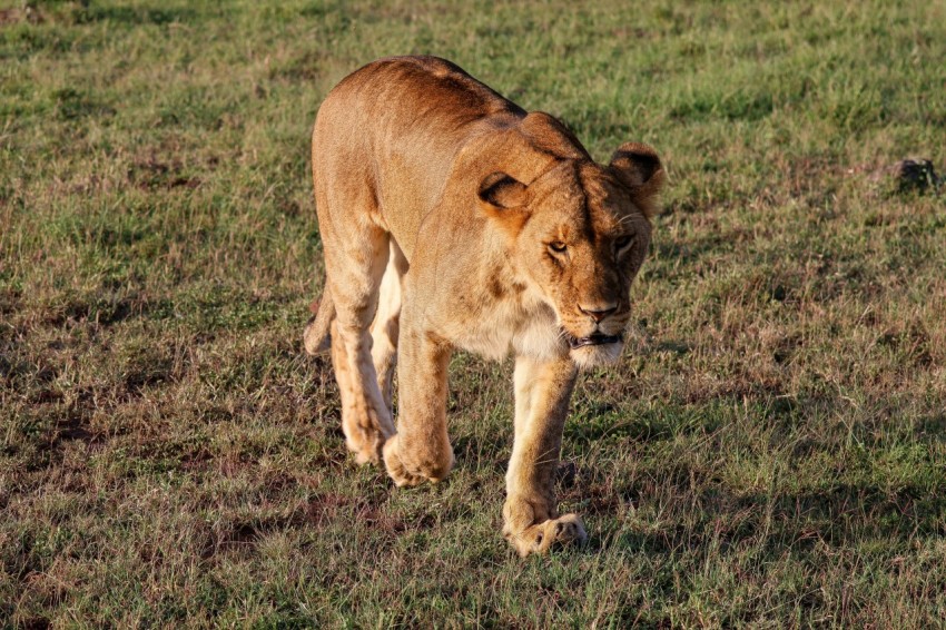 a lion walking across a lush green field oc