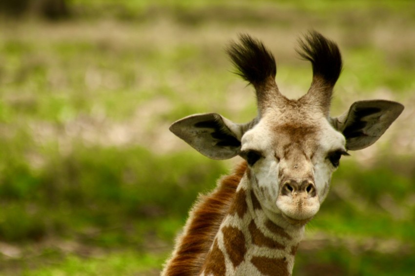 a giraffe with horns